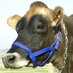 Cow Halter - Yearling Blue