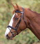 Shires Equestrian Blenheim Devon Dressage Bridle