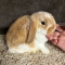 Holland Lop Bunny- Broken Tri-color Doe