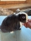 Holland Lop Vienna Marked Sable Doe