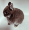 Netherland Dwarf Bunny - Sable Martin