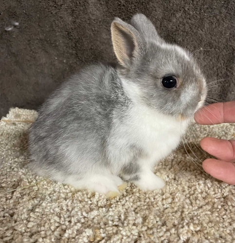 Blue best sale dwarf rabbit